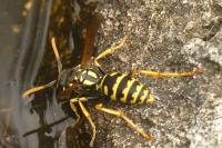 Polistes dominula