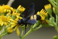 Scolia hirta