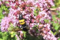 Scolia hirta