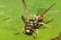 Polistes dominula