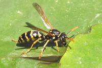 Polistes dominula