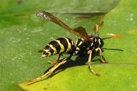 Polistes dominula