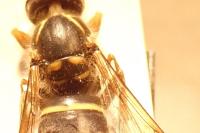 Dolichovespula media