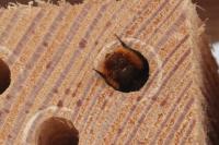 Osmia cornuta