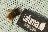 Osmia cornuta