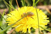 Apis mellifera