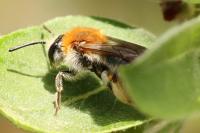 Andrena barbilabris