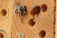 Anthophora plumipes