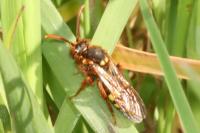 Nomada lathburiana