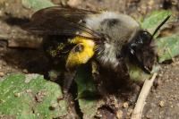 Andrena vaga