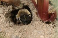 Colletes cunicularius