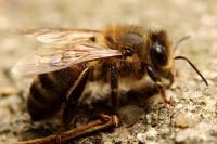 Apis mellifera