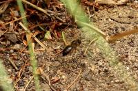 Andrena scotica
