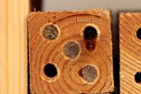 Osmia cornuta