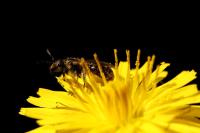 Lasioglossum nitidulum
