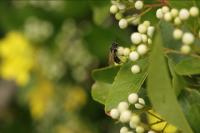Andrena