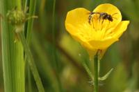 Lasioglossum