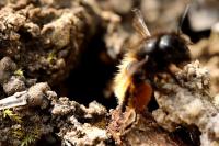 Osmia cornuta