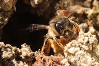 Osmia bicornis