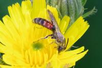 Lasioglossum nigripes