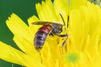 Lasioglossum nigripes