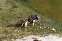 Chalcis myrifex