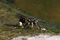 Chalcis myrifex
