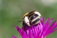 Tetralonia dentata