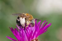 Tetralonia dentata