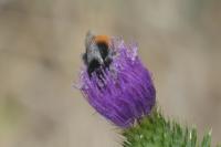 Bombus lapidarius