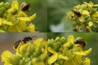 Lasioglossum
