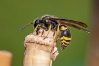 Ancistrocerus nigricornis