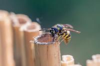 Ancistrocerus nigricornis