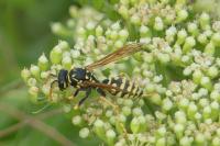 Polistes gallicus