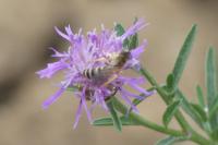 Halictus scabiosae