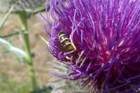 Halictus scabiosae
