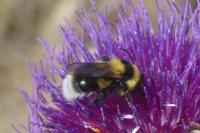 Bombus sp (terrestris/lucorum/cryptarum/magnus)