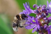 Bombus sp (terrestris/lucorum/cryptarum/magnus)
