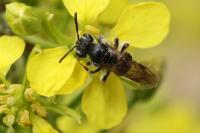 Andrena