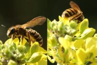 Halictus scabiosae