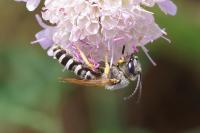 Halictus scabiosae