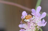 Andrena marginata