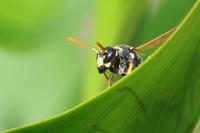 Polistes dominula