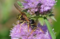 Polistes dominula