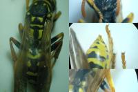Polistes dominula