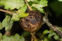 Biorhiza pallida