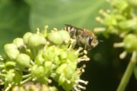 Colletes hederae