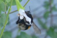 Bombus