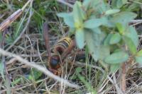 Vespa crabro