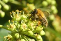 Bombus humilis